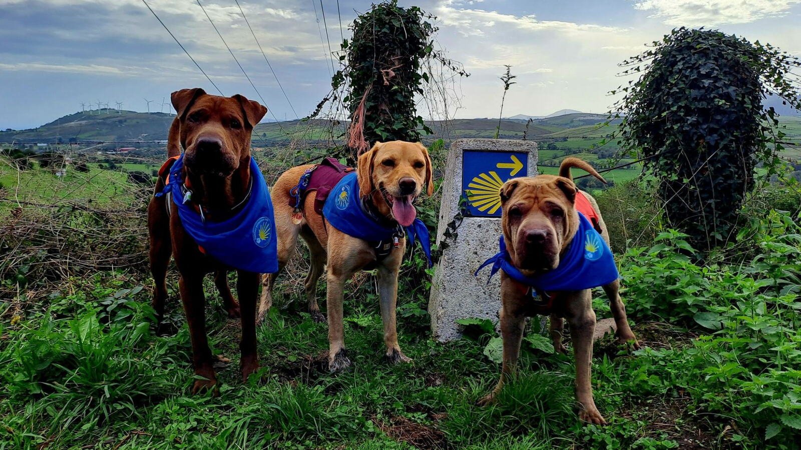 Caminho com seu Pet — A partir de Sarria — Autoguiado