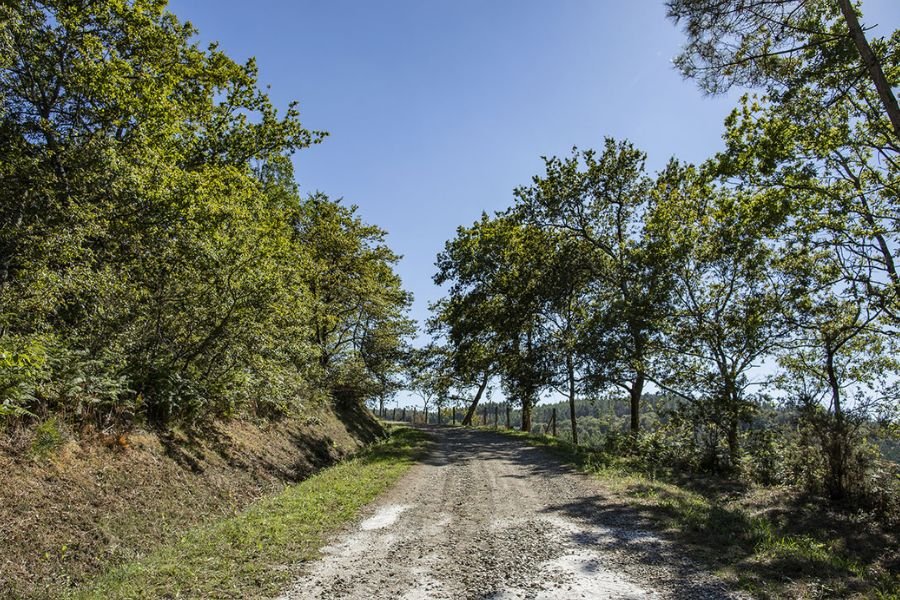Ein Schotterweg zwischen Eichen unter klarem blauem Himmel auf der letzten Etappe nach Santiago de Compostela