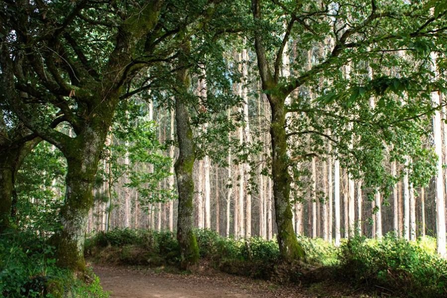 Sentiero tra querce ed eucalipti sul Cammino in Galizia