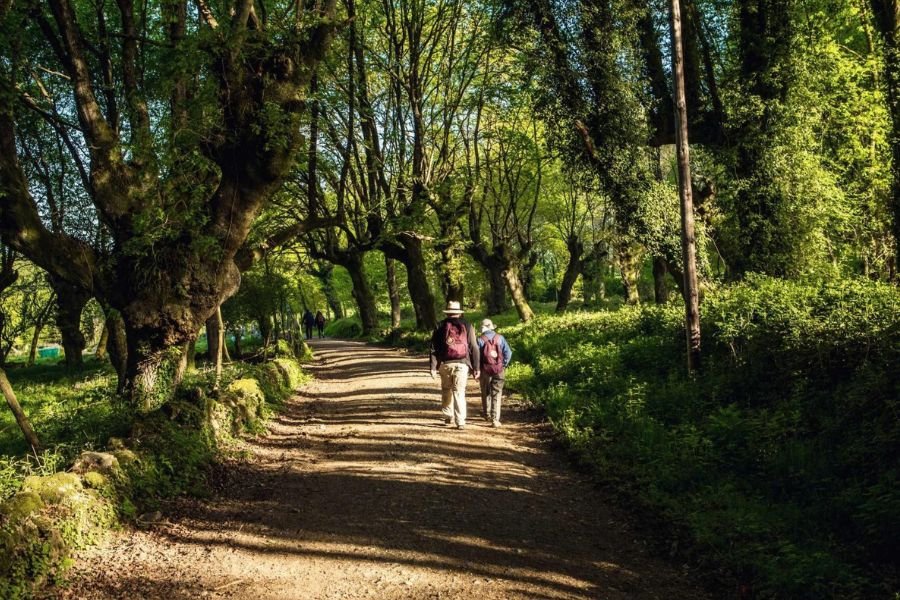 Due pellegrini su uno sterrato fiancheggiato da alberi secolari tra Sarria e Santiago