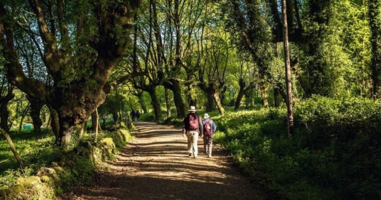Peregrinos caminando entre robles centenarios en el Camino Francés de Santiago, en Galicia