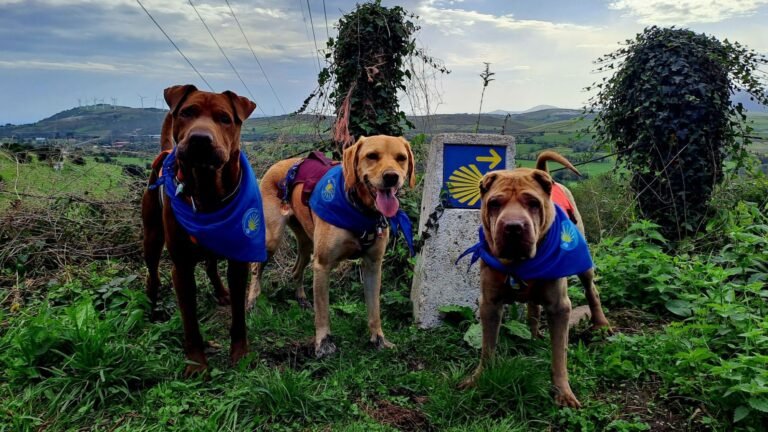 Tres perros con pañuelos azules del Camino de Santiago junto a un mojón con la vieira y la flecha amarilla