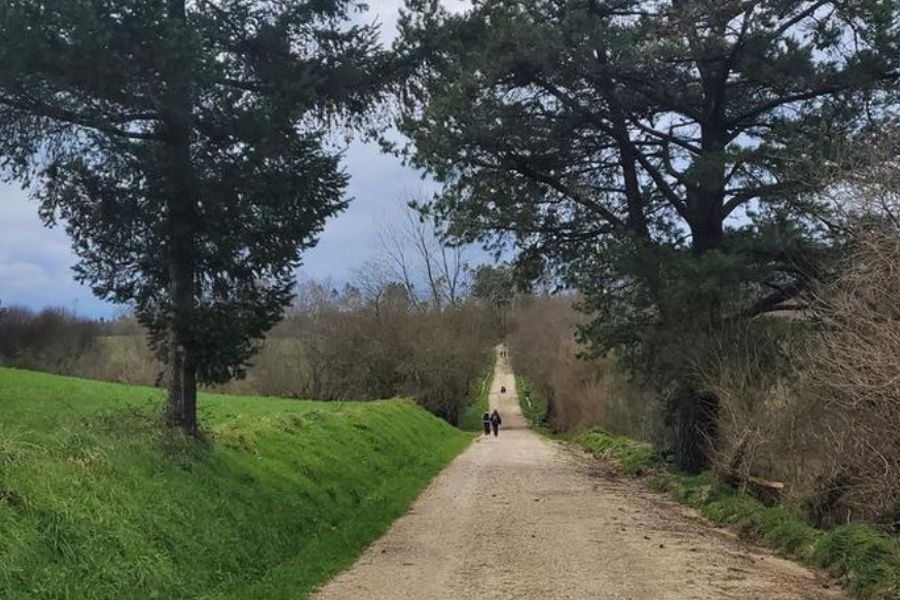 Peregrinos a caminhar por um longo caminho de terra entre campos verdes e pinheiros, na etapa de Negreira a As Maroñas