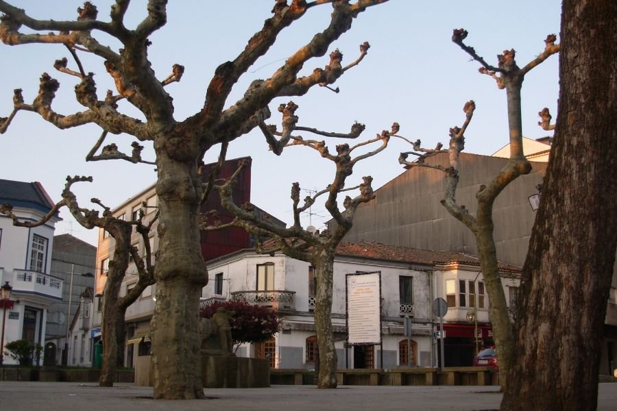 Pruned plane trees in a square in Arzúa at dusk