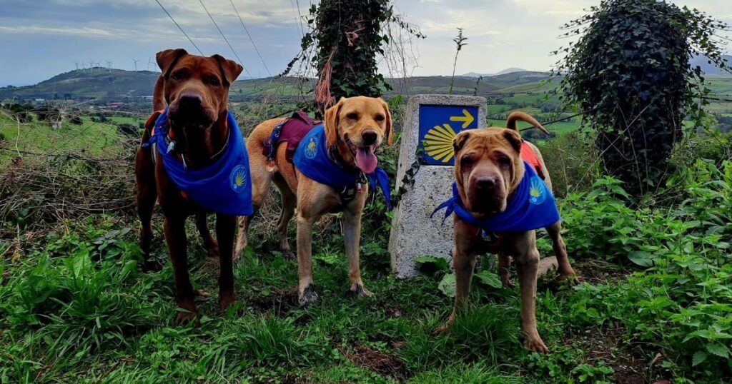 Three dogs wearing blue Camino de Santiago scarves beside a waymarker with the scallop shell and yellow arrow