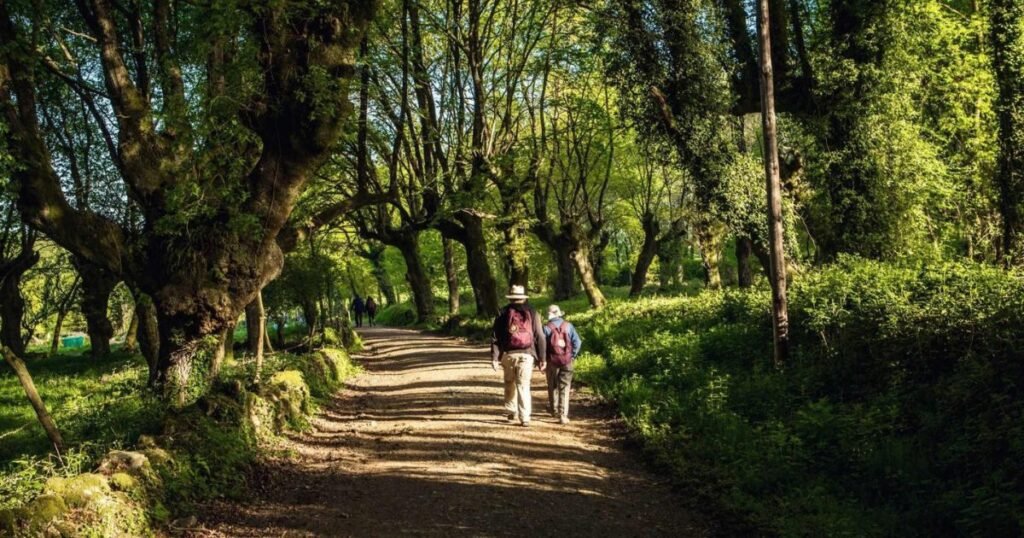 Pilgrims walking among century-old oak trees on the Camino Francés, in Galicia