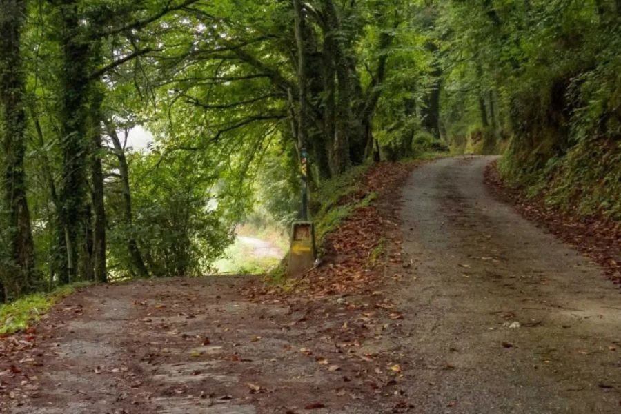 A wooded track with a stone waymarker on the descent toward Triacastela